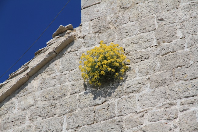 lubenice 1